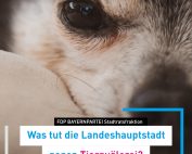 Hundepension misshandelt Hunde, München